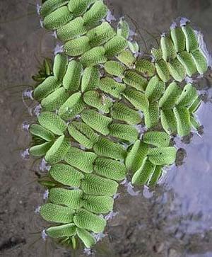 ACTIE: 4 cups met Salvinia Natans nu €11.99, Dieren en Toebehoren, Vissen | Aquaria en Toebehoren, Plant(en), Steen of Hout, Nieuw