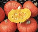 Tractor Hokkaido Bio Pompoen 1000 zaden, Nieuw