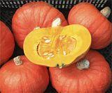 Tractor Hokkaido Bio Pompoen 1000 zaden, Hobby en Vrije tijd, Knutselen, Nieuw