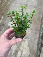 Rotala Orange Juice (Aquariumplanten, Aquarium producten), Dieren en Toebehoren, Verzenden, Nieuw, Plant(en), Steen of Hout