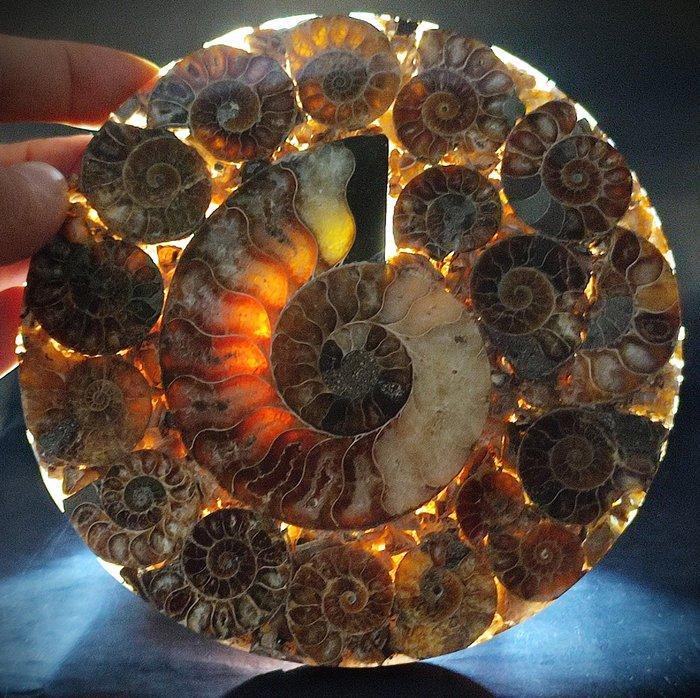 Mooie eersteklas ammonieten schijf - Fossiele plaatmatrix -, Verzamelen, Mineralen en Fossielen