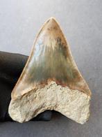 Megalodon - Fossiele tand - 115 mm - 86 mm, Verzamelen