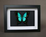 Vlinder Taxidermie volledige montage - Papilio albertisi -, Antiek en Kunst