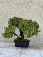 Bonsaï Genévrier (Juniperus) - Hauteur (arbre) : 19 cm -