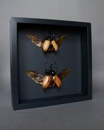 Neushoornkever Taxidermie volledige montage - Eupatorus, Nieuw