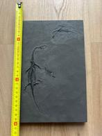 Reptile marin - Animal fossilisé - Fossil de Keichousaurus