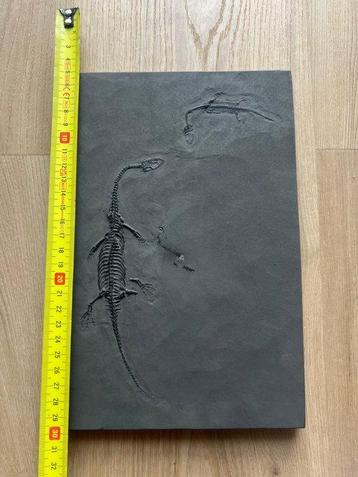 Reptile marin - Animal fossilisé - Fossil de Keichousaurus