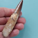 Dinosaurus - Fossiele tand - Spinosaurus aegyptiacus - 100, Verzamelen