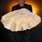 M.A.G. Ontwerp Zeeschelp - - Giant Clam Shell Resin Replica, Nieuw