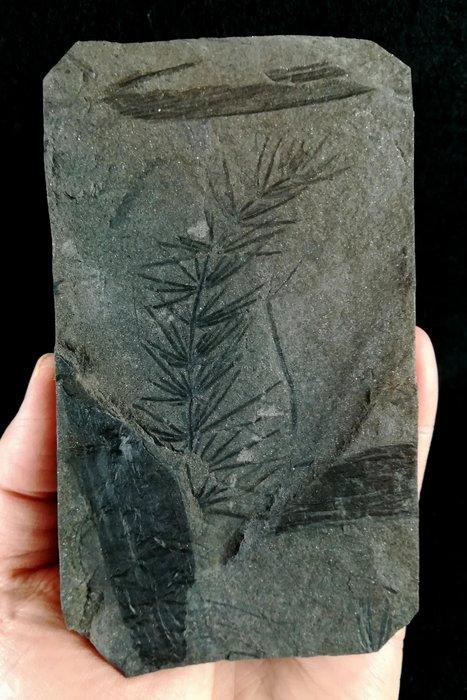 Fossiele plant met uitzonderlijk goed bewaard gebleven!! -, Collections, Minéraux & Fossiles