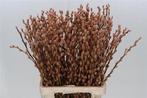 Katjeswilg gekleurde wilgenkatjes salix latte/oranje bundel