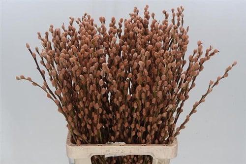 Katjeswilg gekleurde wilgenkatjes salix latte/oranje bundel, Hobby & Loisirs créatifs, Bricolage