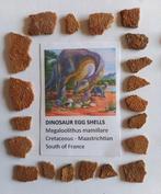 Franse dinosaurus-eierschalen - Gefossiliseerd ei (Zonder, Verzamelen