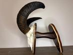 Mouflon Crâne de mammifère - Ovis gmelini - 50 cm - 30 cm -