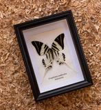 Vlinder Taxidermie volledige montage - Graphium androclas -, Verzamelen, Nieuw