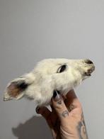 Wallaby Support de tête pour taxidermie - Macropodidae - 10, Verzamelen, Dierenverzamelingen, Nieuw