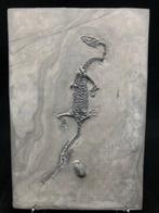 Fossiel - Fossiele matrix - Keichousaurus sp. - 26.5 cm -
