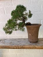 Bonsaï Genévrier (Juniperus) - Hauteur (arbre) : 17 cm -