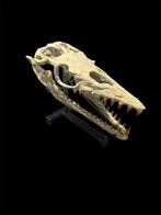 Prachtige gefossiliseerde schedel - Fossiele schedel -, Verzamelen, Mineralen en Fossielen