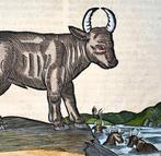 Conrad Gesner [1516-1565], Konrad Gessner - Water Buffalo,, Antiek en Kunst