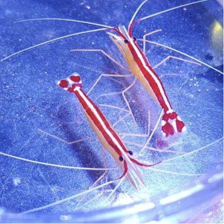 Lysmata amboinensis (Poetsgarnaal), Dieren en Toebehoren, Vissen | Aquariumvissen