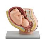 Anatomisch model van de baarmoeder met foetus ST-ATM 102, Verzenden