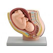Anatomisch model van de baarmoeder met foetus ST-ATM 102, Diversen, Verpleegmiddelen, Verzenden