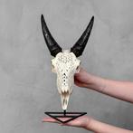 Sans prix de réserve - Vrai crâne de chèvre blanc sculpté à