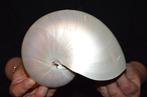 Nautiloïde Coquillage marin - M-975 NAUTILUS POMPILIUS (Sans, Nieuw