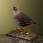 Kuifkwartelduif Taxidermie Opgezette Dieren By Max, Ophalen of Verzenden, Nieuw, Vogel, Opgezet dier