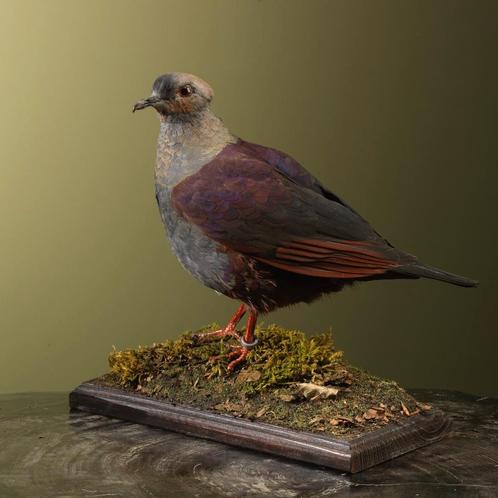 Kuifkwartelduif Taxidermie Opgezette Dieren By Max, Verzamelen, Dierenverzamelingen, Opgezet dier, Nieuw, Vogel, Ophalen of Verzenden