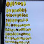 Amber - Gefossiliseerd dier - 100 insect amber, Burmese
