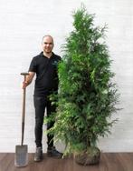 Donkergroene Conifeer | Thuja Plicata coniferen kopen, Haag, Conifeer