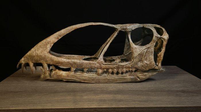 Caelestiventus hanseni fossiele schedel -, Verzamelen, Mineralen en Fossielen