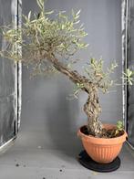Olijf bonsai (Olea europaea) - Hoogte (boom): 90 cm - Diepte