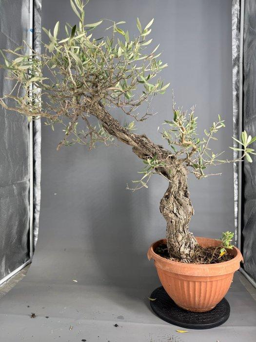 Olijf bonsai (Olea europaea) - Hoogte (boom): 90 cm - Diepte, Antiek en Kunst, Curiosa en Brocante