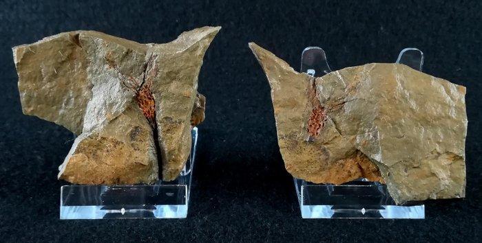 Primitieve eocrinoïde enigmatisch!!! – extreem zeldzaam -, Collections, Minéraux & Fossiles