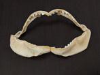 Requin-tigre Mâchoire - Galeocerdo Cuvier - 32.6 cm - 20 cm, Collections