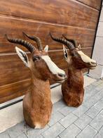 Antilope Support de corps entier pour taxidermie - Blesbok, Verzamelen, Dierenverzamelingen, Nieuw