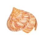 Hirases Schlitzturmschnecke Taxidermie wandmontage -, Nieuw