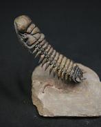 Trilobite - Animal fossilisé - Crotalocephalus en vuelo, Verzamelen
