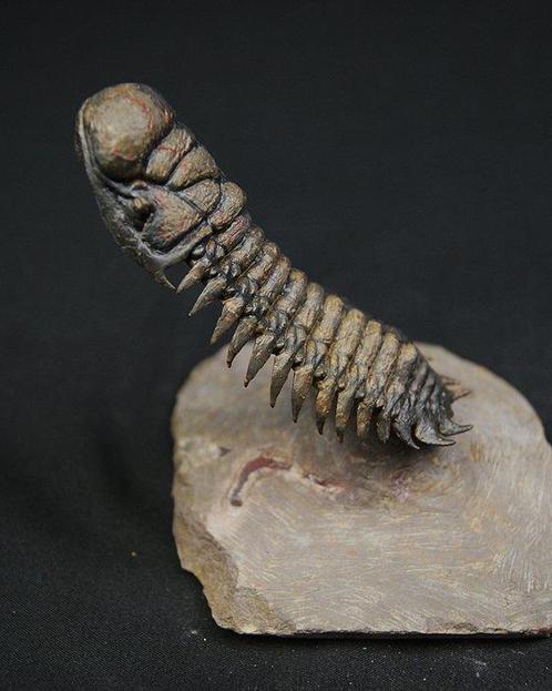 Trilobite - Animal fossilisé - Crotalocephalus en vuelo, Verzamelen, Mineralen en Fossielen