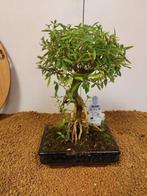 Sneeuwroos bonsai (Serissa foetida) - Hoogte (boom): 25 cm -