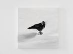 Matthieu van Riel - Black Bird
