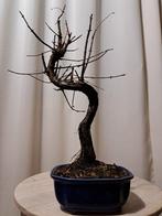 Bonsaï metasequoia dans un pot de bonsaï. - Hauteur (arbre)