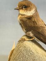 Topino Taxidermie volledige montage - Riparia riparia (with, Nieuw
