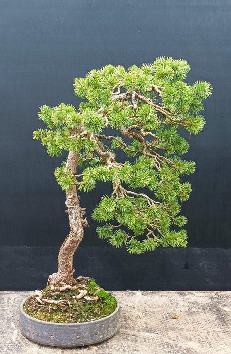 Bonsaï Pin (Pinus) - Hauteur (arbre) : 60 cm - Profondeur, Antiek en Kunst, Curiosa en Brocante