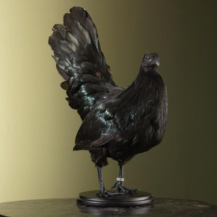 Ayam Cemani Kip Taxidermie Opgezette Dieren By Max, Collections, Collections Animaux, Enlèvement ou Envoi