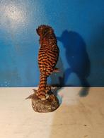 Gestreepte ijsvogel Taxidermie volledige montage - Alcedo, Nieuw