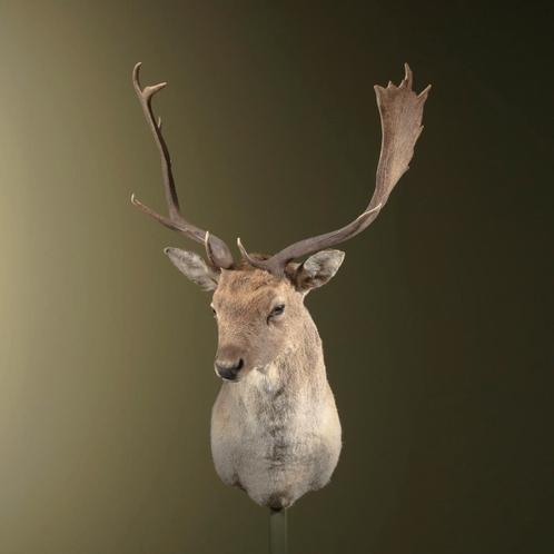 Damhert Taxidermie Opgezette Dieren By Max, Collections, Collections Animaux, Enlèvement ou Envoi